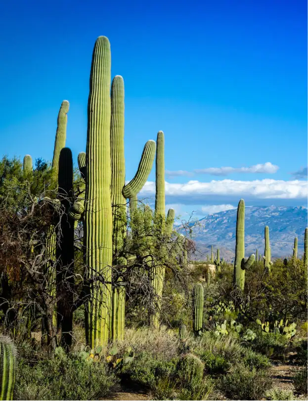 Scottsdale, AZ